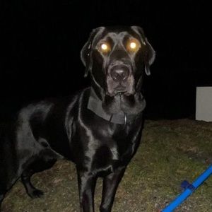 Meet your Posher, Layla